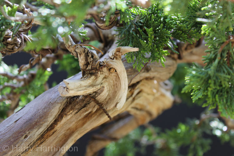 AT Juniper sabina carving and styling